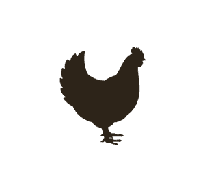 chicken 1